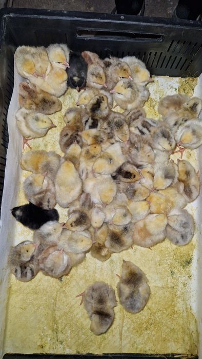 Курчата опт і роздріб