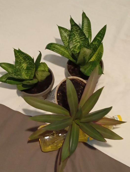 Вазон традесканця Рео в подвійному горщику з дозатором води