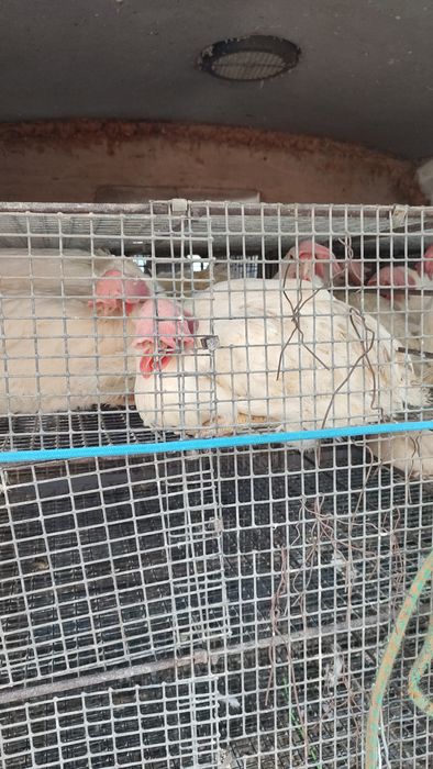 Продам курей несушек