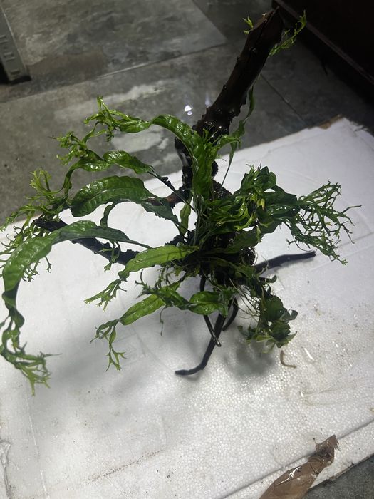 Korzen mangrowca do akwarium z microsorium i anubiasem