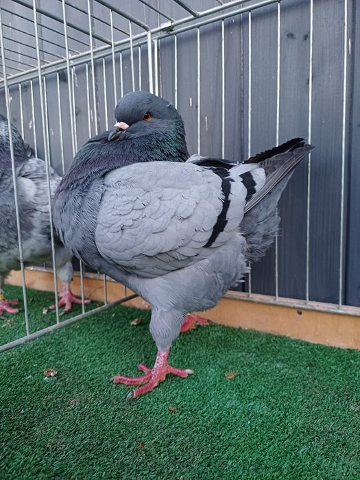 Gołębie Kingi - niebieski samiec 2023