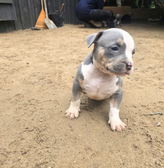 American bully XL sunia