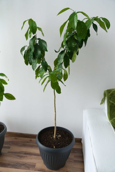 Drzewko Cytrusowe - pomarańcza 120cm