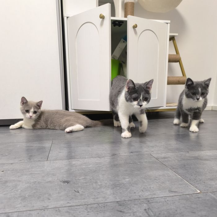 Kot Brytyjski bikolor niebieski Zefir gotowy do odbioru