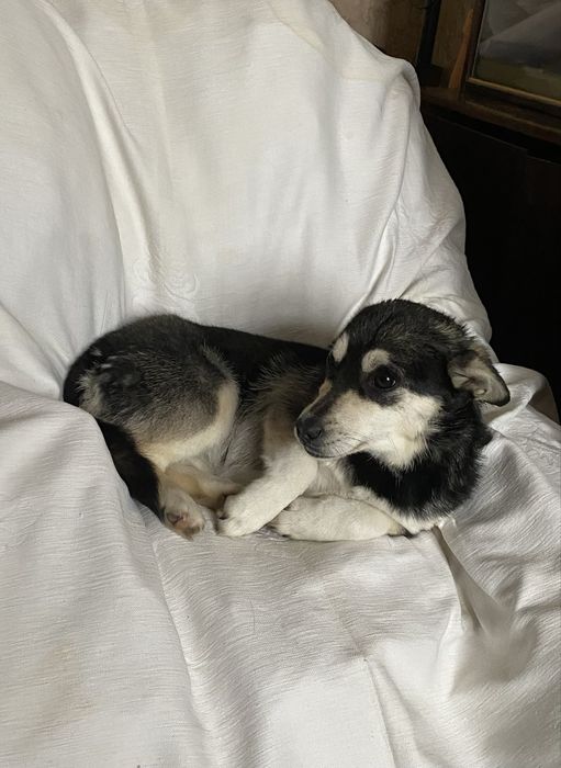 Віддам цуцення в добрі та надійні руки