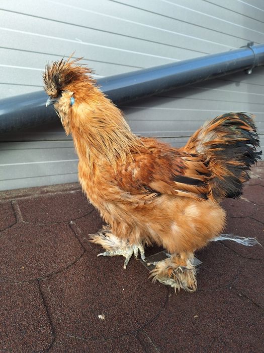 Kogut silki jedwabistej - silka