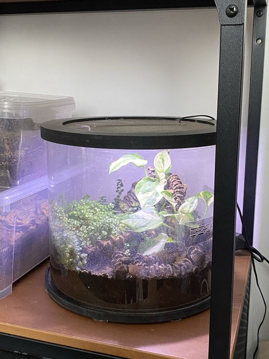 Terrarium bioaktywne - tuba - 30 x 18 cm - LED