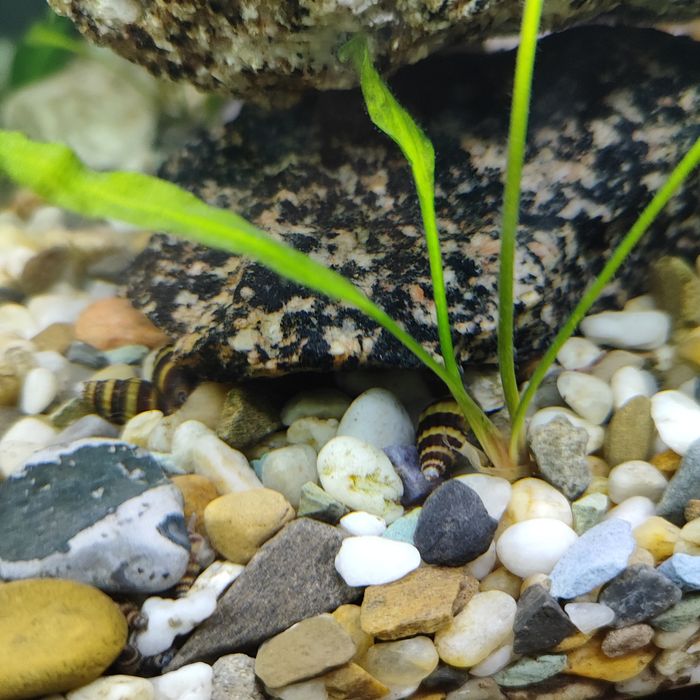 Sprzedam Ślimaki Helenka