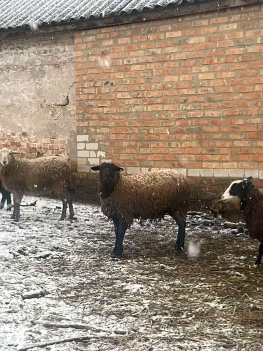 Продається баран