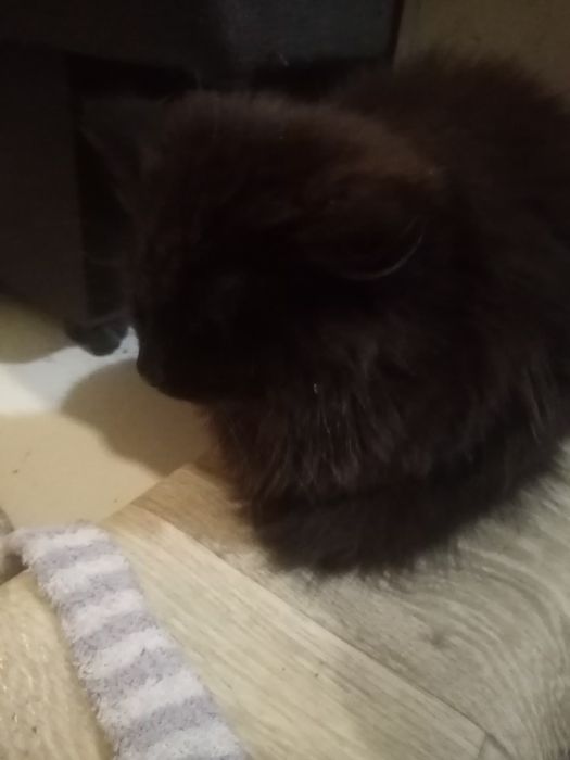 Одам  кошеня бесплатно