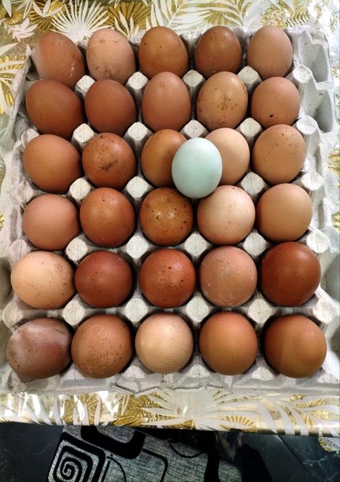 Продам домашні курячі яйця, оптом від 150 шт дешевше відам