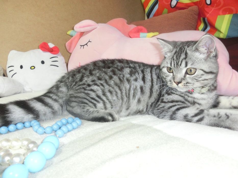 Шотландський віскасний котик