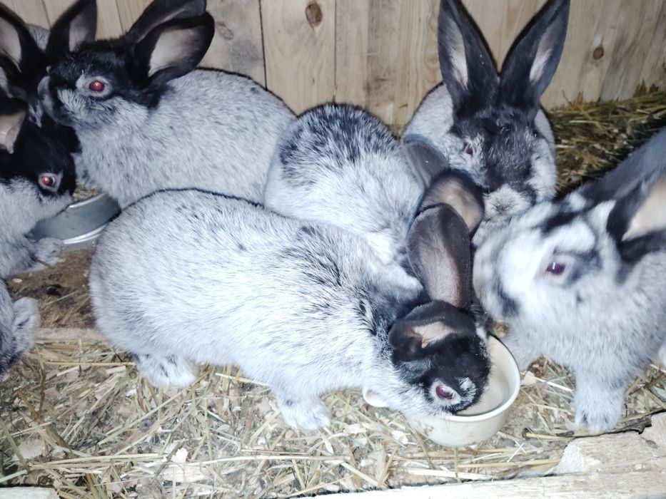 Wjs 7 tyg same samce