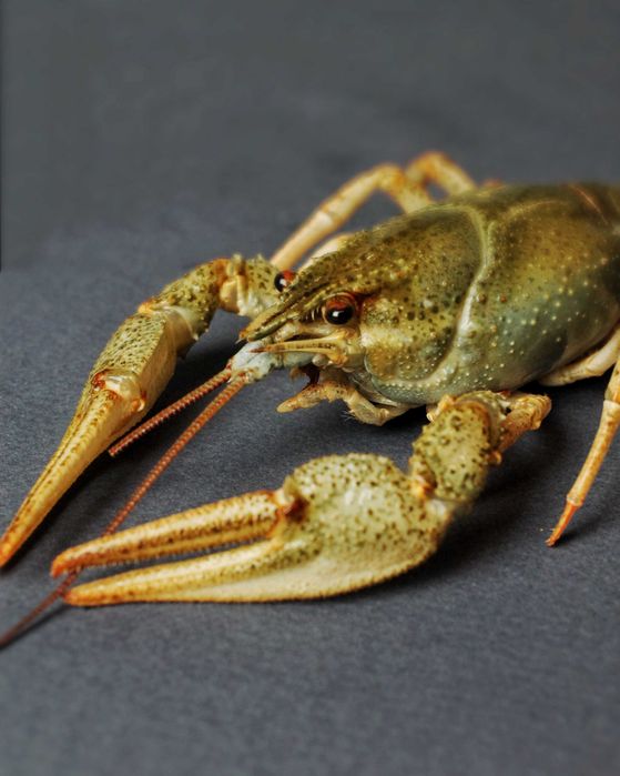 Раки живі. Раки варені. Ірпінь/Буча/Гостомель