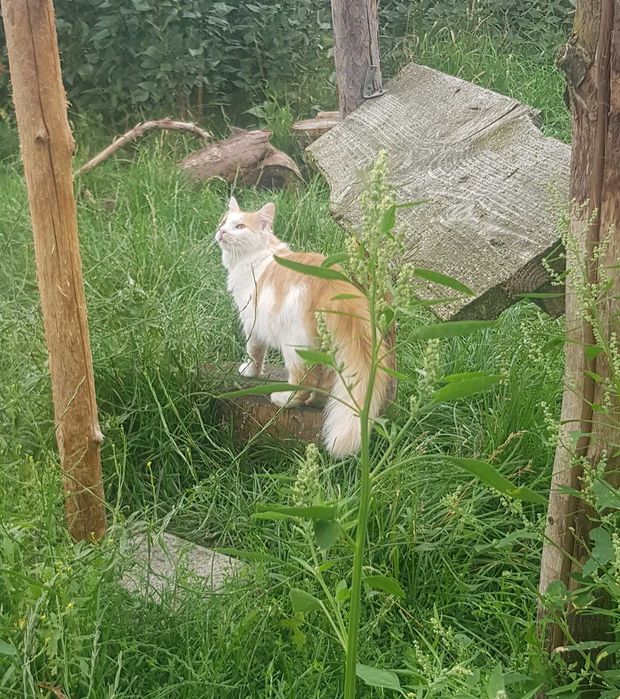 Karolek kocurek do adopcji