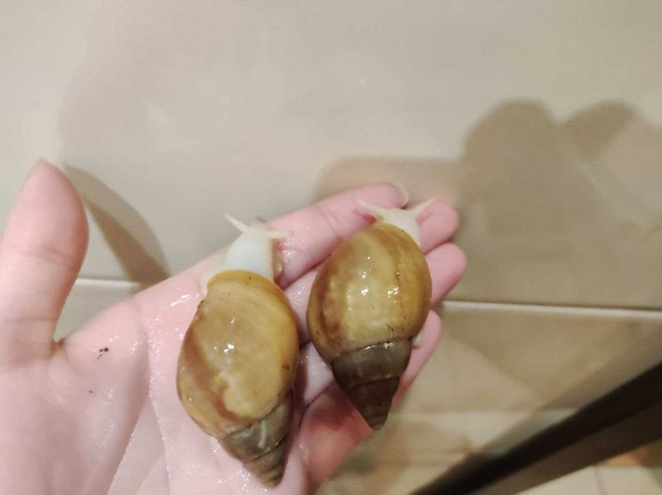 Achatina fulica albino