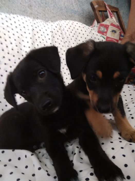 Фрося і Симба в добрие руки!!!