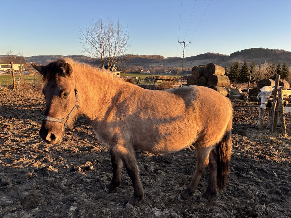 Klacz konika polskiego Dopłatowa