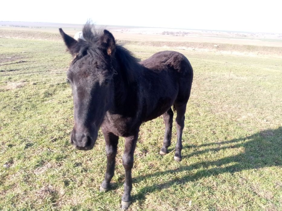 Продам жеребчика