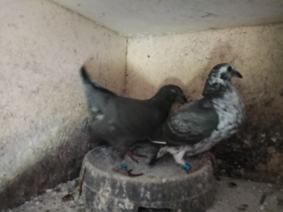 Młode pocztowe z kartami