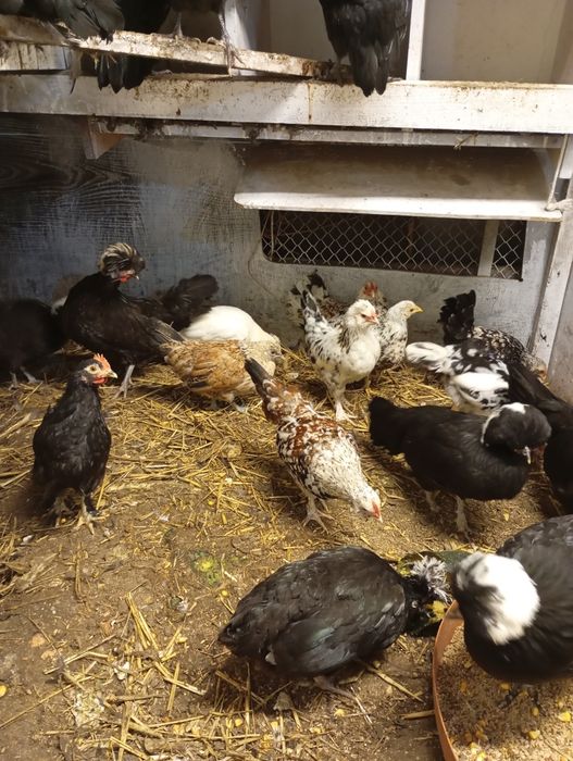 Kury ozdobne holenderskie zapraszam