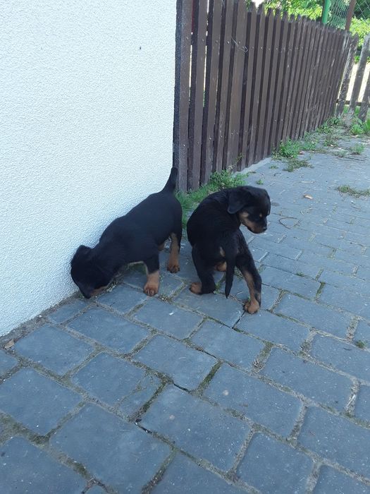 Rottweiler szczeniaki