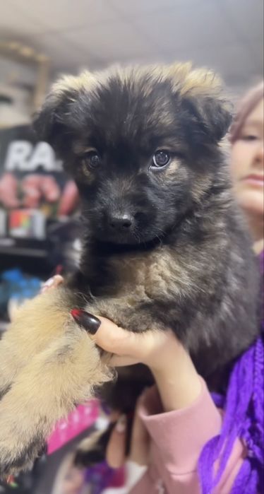 Метис німецької вівчарки 6 собаченят