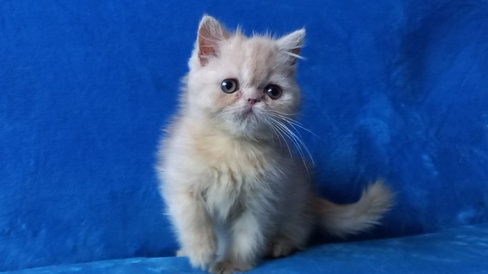 Кремовый мальчик экзот