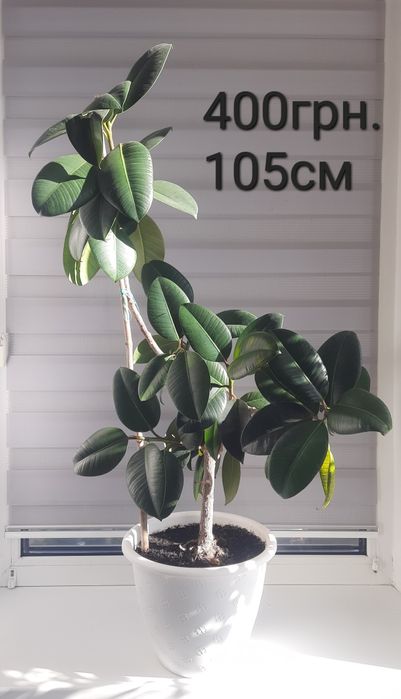 Суперціна!!! Вазони, продаж без ринок