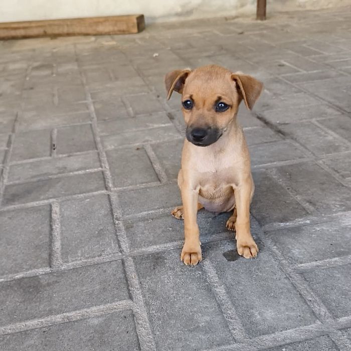 Pinscher - fêmea