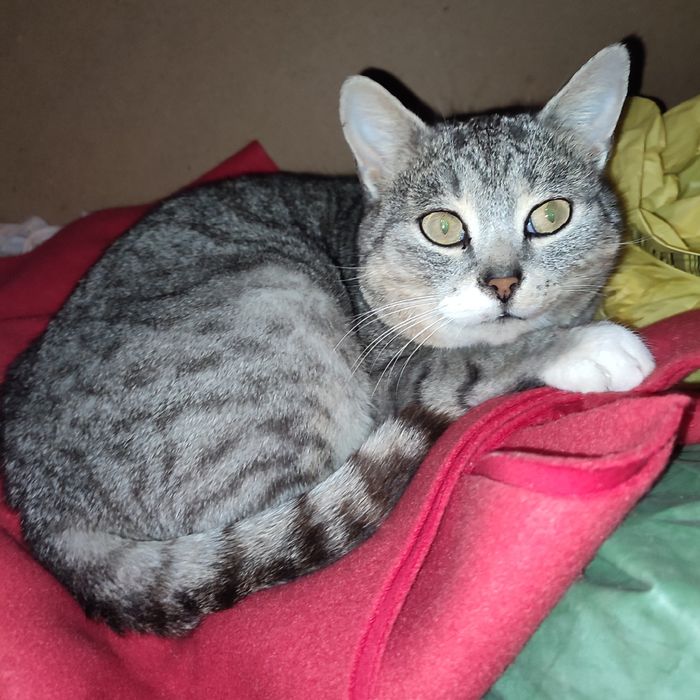 Котик шукає господарів