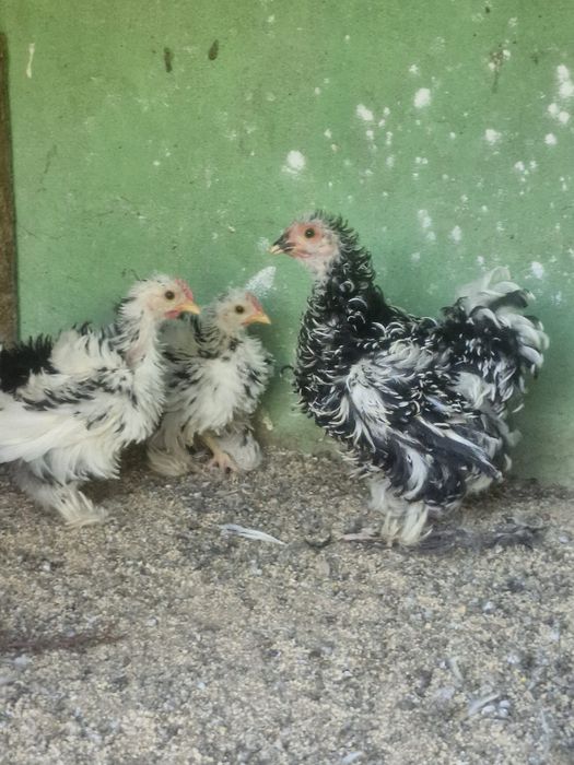 Pekin frisado jovens