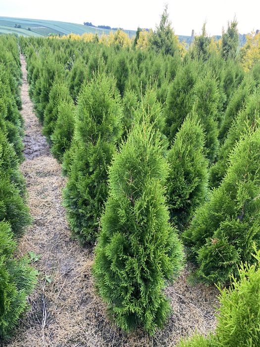 Gęsta TUJA SZMARAGD 100-110cm Producent*Sadzenie (tuje, thuje thuja)