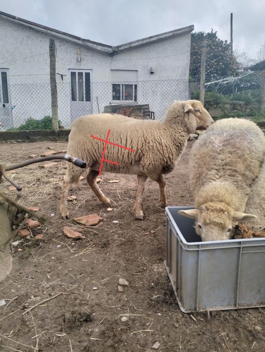 Duas ovelhas pra venda possívelmente prenhas .RESERVADAS!!.