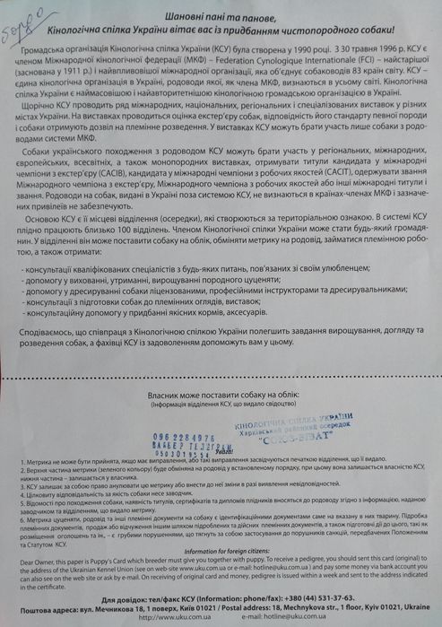Доберман. В'язка