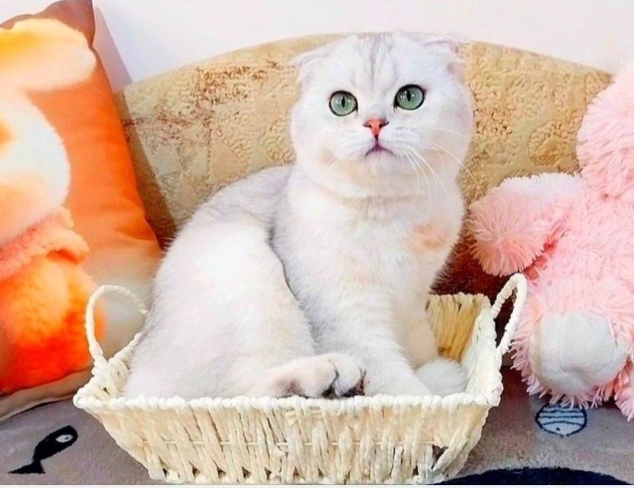 Фолдик мальчик милашка Серебристая шиншилла