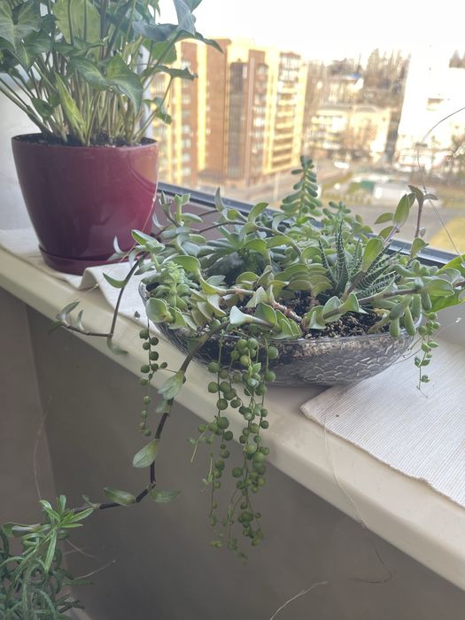 Кімнатні рослини. Епіпремнум, філолендрон, сукуленти, кактуси