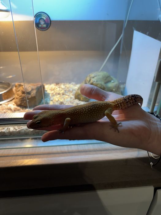 Gekon lamparci wraz z terrarium komplet akwarium