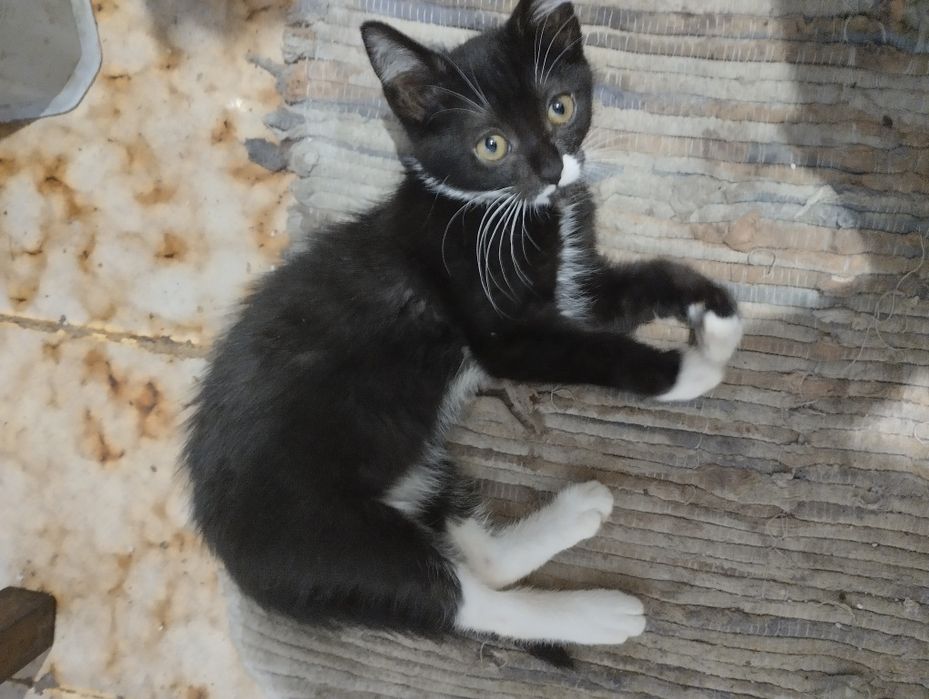 Gato para doação