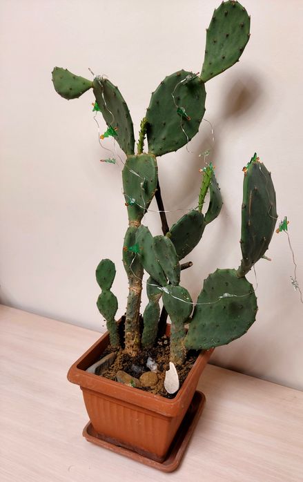 Opuncja figowa  - roslina w donicy