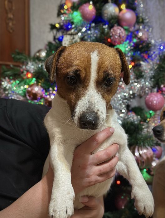 Джек Рассел терʼєр 2 роки