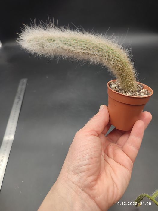 Кактус "Мавп'ячий хвіст" Hildewintera Colademononis