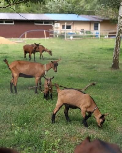 Продам козенят (козочки) чисто альпійської породи