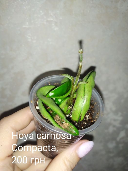 Хойя компакта, аустрализ Лиза, аустрализ Блонди, AH074 и др