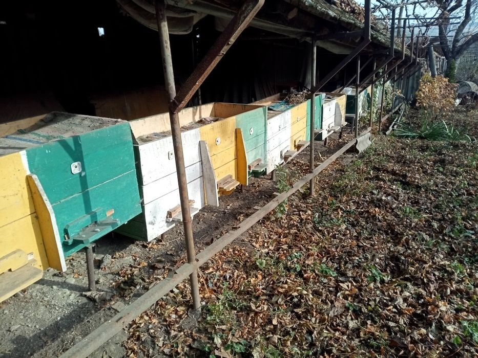 Продам пасіку/ вулики