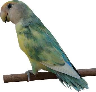 Bebes de agapornis