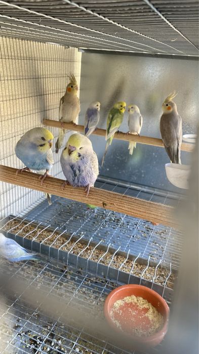 Caturras e periquitos