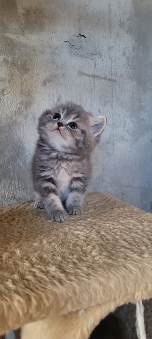 Шотландські кошенята