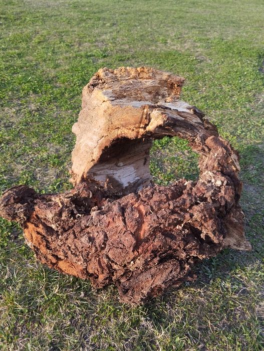 Korzeń, konar próchno do terrarium akwarium dla owadów, gadów