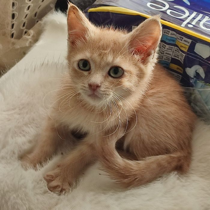 Кошеня в люблячу сім'ю